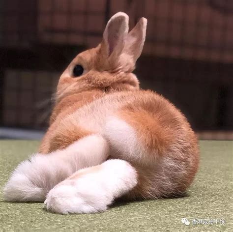 兔子 腳